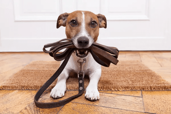 A small dog sits on a wooden floor, holding a leash in its mouth, with a welcome mat underneath.
