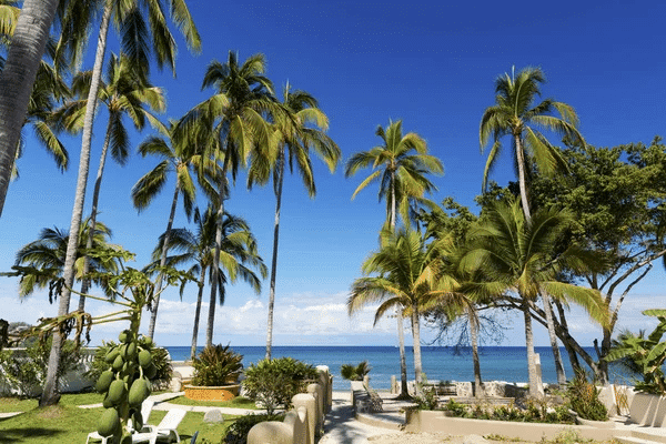 A scenic beach in Sayulita, Mexico, featuring palm trees and a lush lawn area for relaxation and enjoyment.