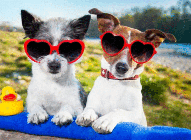 Two dogs in sunglasses playfully hold a rubber duck, showcasing fun dog items for sale.