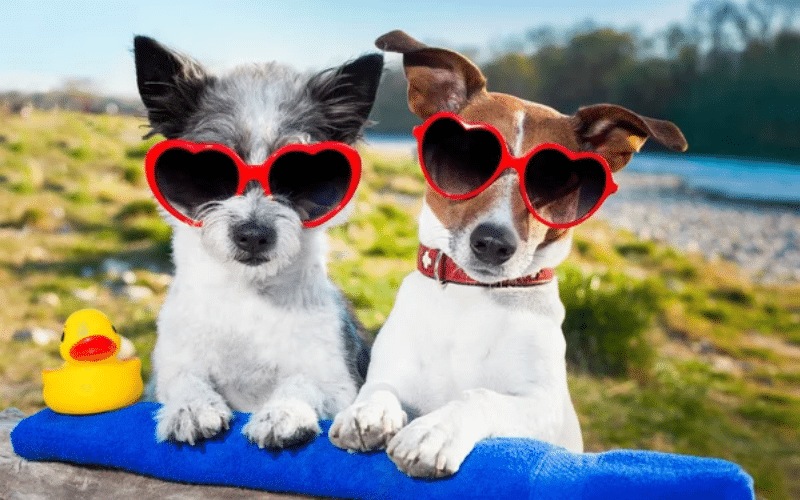Two dogs in sunglasses playfully hold a rubber duck, showcasing fun dog items for sale.