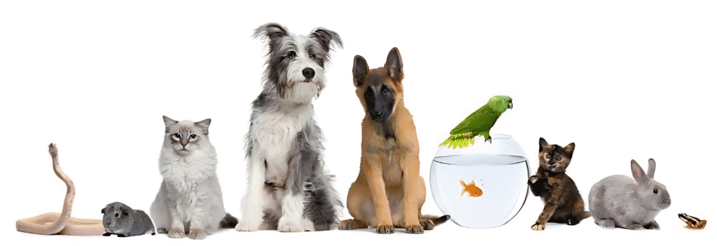 A group of various animals gathered around a fish bowl, showcasing the Multi-Pet Pro environment.