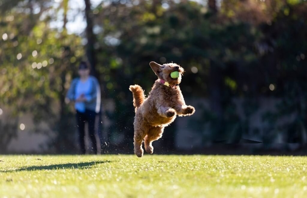 A dog is jumping in the air with a tennis ball in its mouth, surrounded by green grass and trees in a park. A person is visible nearby.