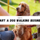 Visual guide on launching a dog walking business, featuring tips on services, pricing, and customer engagement strategies.