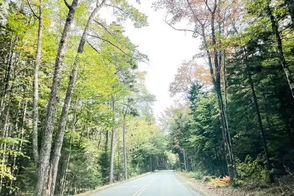 A serene road lined with trees, winding through the woods in Bar Harbor, Maine.