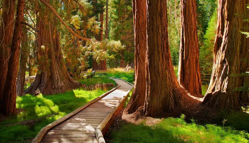A wooden path winding through a forest of tall sequoia trees in Sequoia National Park, California.
