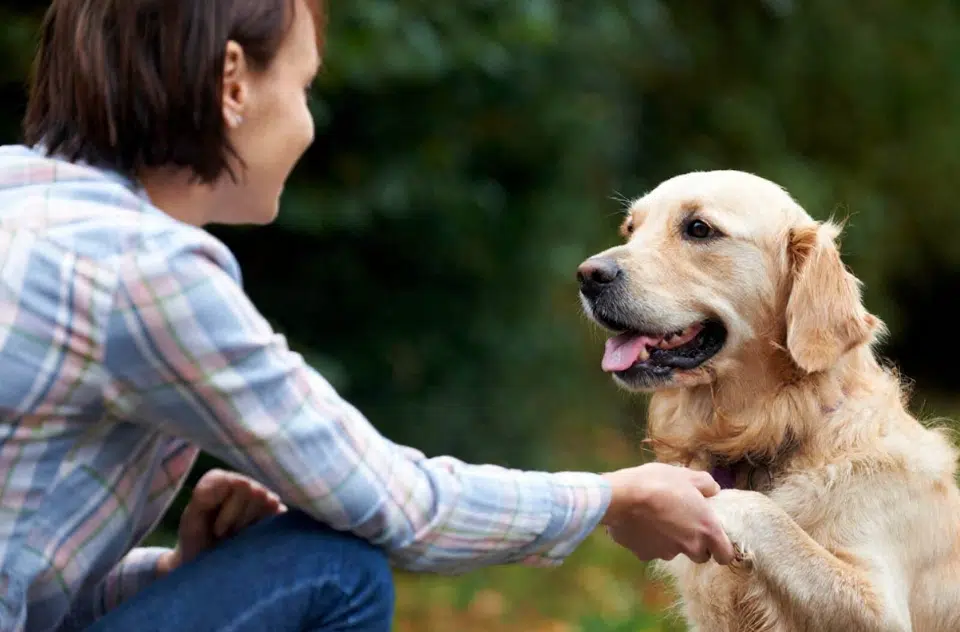 Woman kneeling outdoors while shaking hands with a happy golden dog, illustrating pet sitting as one of the Good Side Hustles for Women.